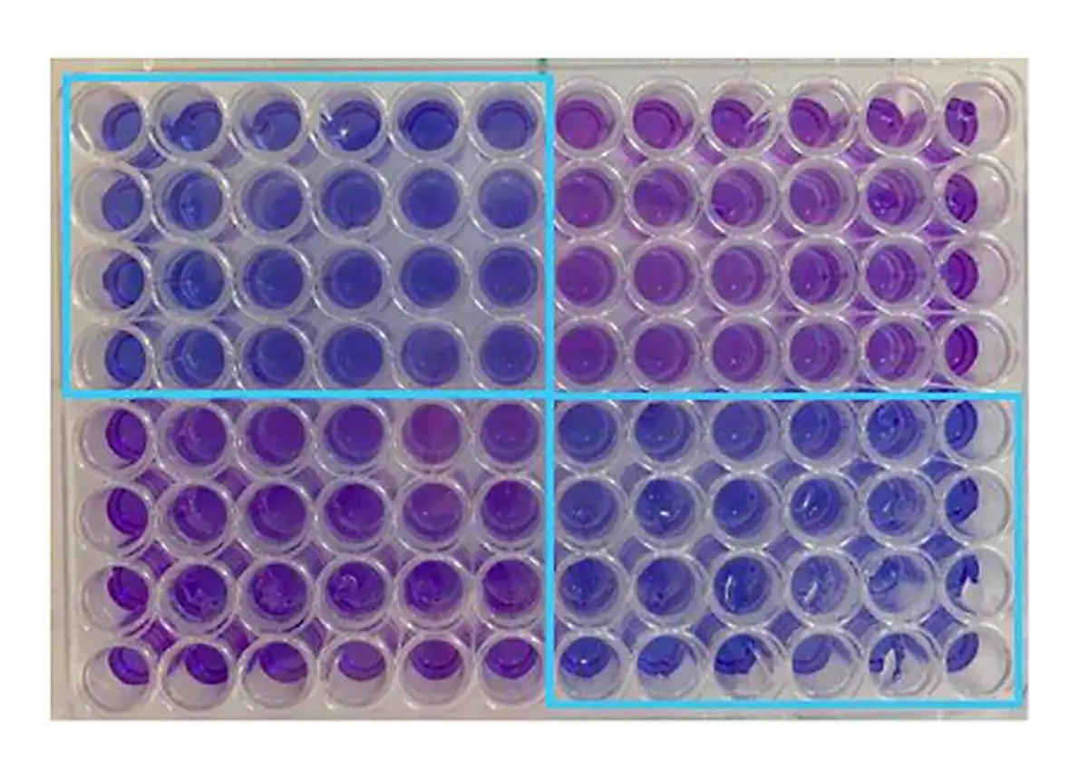 Novel Antibiotics Screening against S. aureus | BMG LABTECH